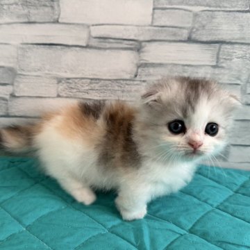 マンチカン(短足)【千葉県・女の子・2025年8月30日・ダイリュートキャリコ】の写真「とっても短足な女の子💕」