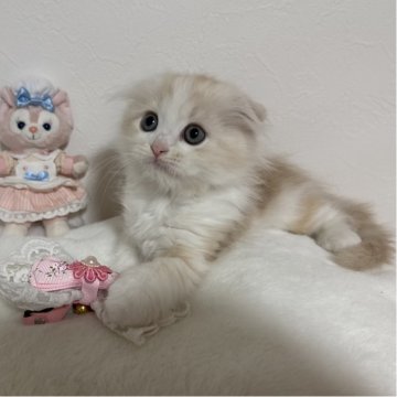 マンチカン(長足)【千葉県・男の子・2025年8月30日・クリームタビー&ホワイト】の写真「元気いっぱいな男の子💕」