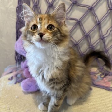 ノルウェージャンフォレストキャット【千葉県・女の子・2025年1月21日・ブラウンパッチドタビー&ホワイト】の写真「元気いっぱいな女の子💕」