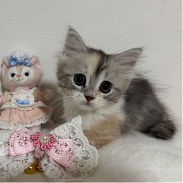 マンチカン(短足)【千葉県・女の子・2025年8月30日・ダイリュートキャリコ】の写真「とっても人懐っこい女の子💕」