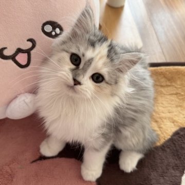 マンチカン(長足)【千葉県・女の子・2025年8月30日・ダイリュートキャリコ】の写真「運動神経抜群な女の子💕」