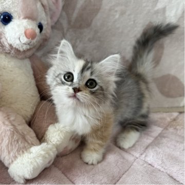 マンチカン(短足)【千葉県・女の子・2025年8月30日・ダイリュートキャリコ】の写真「とっても人懐っこい女の子💕」