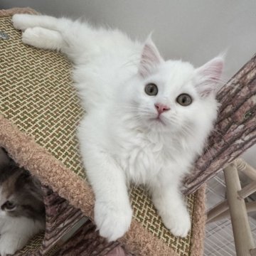マンチカン(長足)【千葉県・女の子・2025年4月1日・ホワイト】の写真「めちゃくちゃ甘えん坊な女の子❤️」