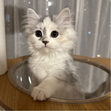 マンチカン(長足)【千葉県・女の子・2025年8月30日・ダイリュートキャリコ】の写真「運動神経抜群な女の子💕」