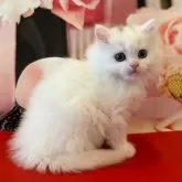 マンチカン(長足)
