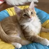 ノルウェージャンフォレストキャット