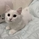ミヌエット(長足)