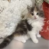 ノルウェージャンフォレストキャット