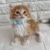 ノルウェージャンフォレストキャット