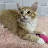 ノルウェージャンフォレストキャット