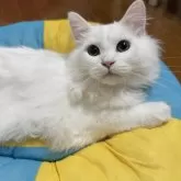 ミヌエット(長足)