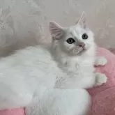 ミヌエット(長足)