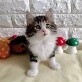 ノルウェージャンフォレストキャット