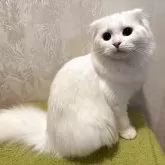 マンチカン(長足)