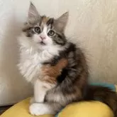 ノルウェージャンフォレストキャット【千葉県・女の子・2025年9月16日・キャリコ】の写真1「くりくりおめめです！」