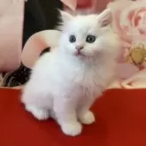 マンチカン(長足)