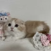 マンチカン(短足)