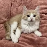 ノルウェージャンフォレストキャット