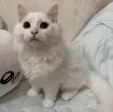 マンチカン(長足)