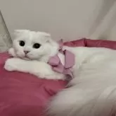 マンチカン(長足)