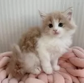 ノルウェージャンフォレストキャット