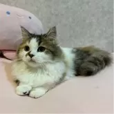 ミヌエット(短足)