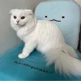 マンチカン(長足)【千葉県・女の子・2025年1月1日・ホワイト】の写真1「小柄な女の子です☺️」