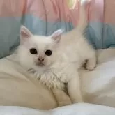 ミヌエット(長足)