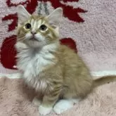 ノルウェージャンフォレストキャット