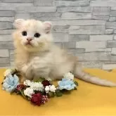 マンチカン(短足)