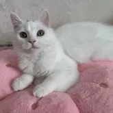 マンチカン(長足)