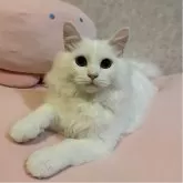 ミヌエット(長足)