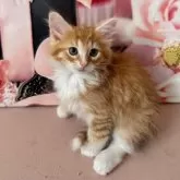 ノルウェージャンフォレストキャット