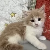 ノルウェージャンフォレストキャット
