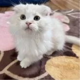 マンチカン(短足)【千葉県・男の子・2025年8月30日・クリームタビー&ホワイト】の写真2「淡いクリーム色が綺麗です！」