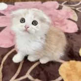 マンチカン(長足)【千葉県・男の子・2025年8月30日・クリームタビー&ホワイト】の写真2「正面はホワイト多めです！」