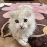 マンチカン(短足)【千葉県・男の子・2025年8月30日・クリームタビー&ホワイト】の写真3「ボディはクリーム多め！」