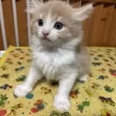 ノルウェージャンフォレストキャット【千葉県・男の子・2025年9月16日・クリームタビー&ホワイト】の写真5