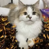 ミヌエット(短足)【千葉県・女の子・2025年6月1日・キャリコ】の写真5「遊ぶの大好き！」