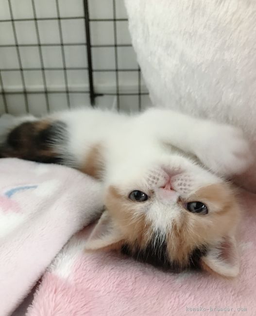 大西　あい(おおにし　あい)ブリーダー(愛知県・エキゾチックショートヘアなど・JCU登録)の紹介写真1