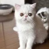 エキゾチックショートヘア