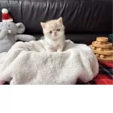 エキゾチックショートヘア