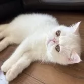 エキゾチックショートヘア