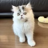 エキゾチックショートヘア