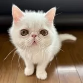 エキゾチックショートヘア