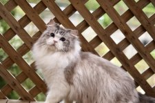 ラグドール【・男の子・2024年3月1日・シールリンクスポイントバイカラー】