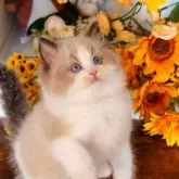 ラグドール【埼玉県・男の子・2025年9月8日・シールポイントバイカラー】の写真5