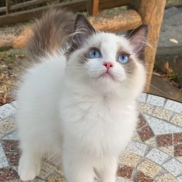 H.K 様のお迎えした子猫