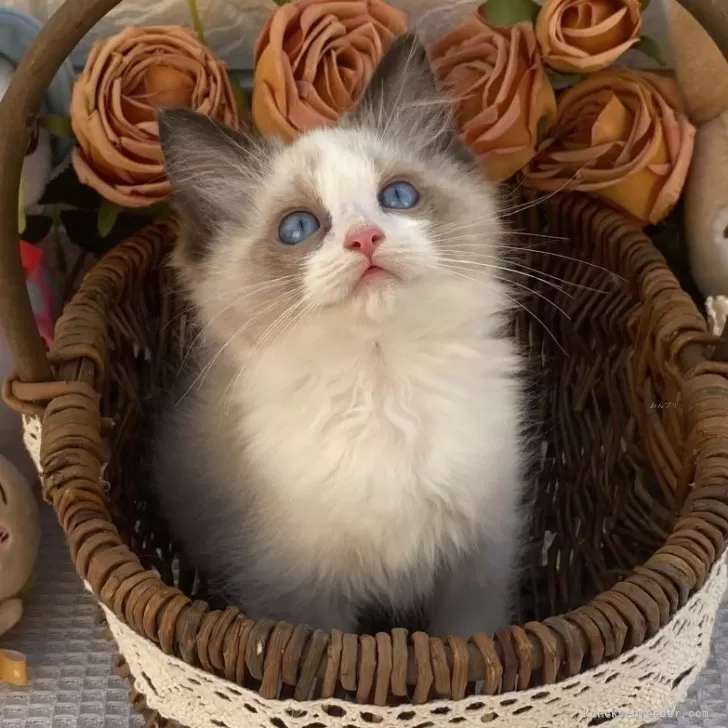 K.T 様のお迎えした子猫