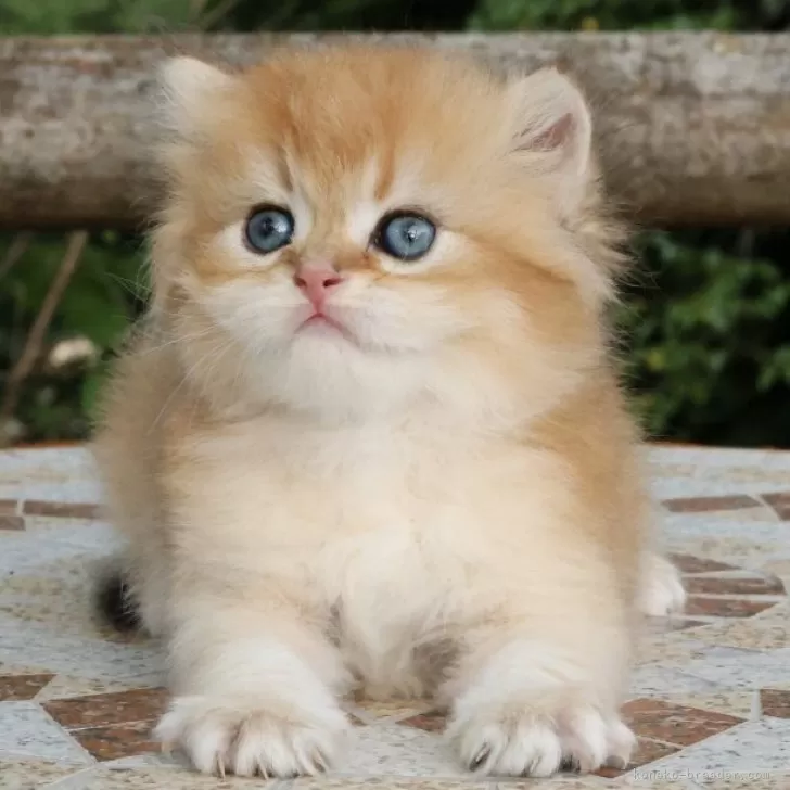ID：2507-02548の子猫
